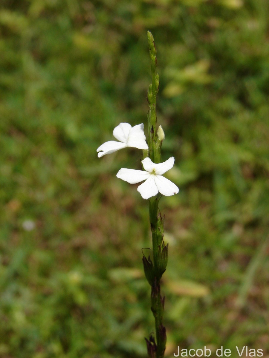 Striga angustifolia (D.Don) C.J.Saldanha